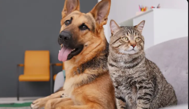 Bangkok Wajibkan Anjing dan Kucing Terdaftar, Dipasang Chip, Pelanggar Dihukum